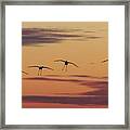Horicon Marsh Cranes #4 Framed Print