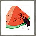 Horn Beetle Is Eating A Piece Of Red Watermelon Framed Print