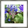 Horned Moth Framed Print