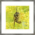 Hornet On Goldenrod Framed Print