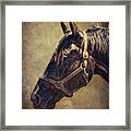Horse 1 Framed Print
