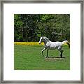 Horse 335 Framed Print