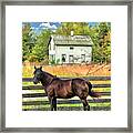 Horse And Barn At Old World Wisconsin Framed Print