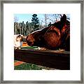 Horse And Cat Nuzzle Framed Print