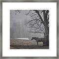 Horse And Tree Framed Print