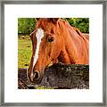 Horse Friends Framed Print