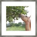 Horse Grazes In A Tree Framed Print