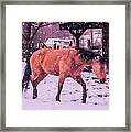 Horse In Snow Framed Print