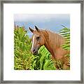 Horse In The Rainforest Framed Print