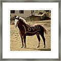 Horse Love Framed Print