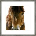 Horse Of Course Framed Print