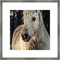 Horse Portrait Framed Print