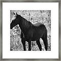 Horse Scope Framed Print