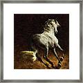 Horse Framed Print
