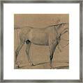 Horse Study Framed Print
