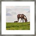 Horses And Clouds Framed Print