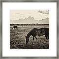Horses And Tetons Framed Print