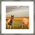 Horses At Kalae Framed Print