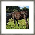 Horses Grazing Framed Print