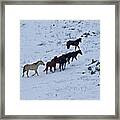 Horses In Snow 2 Framed Print