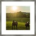 Horses In Summer Framed Print