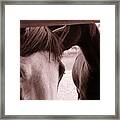 Horses Framed Print