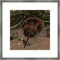 Horseshoe Crab Framed Print