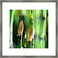 Horsetail Framed Print