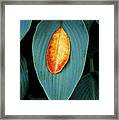 Hosta And Rhododendron Leaves Framed Print