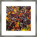 Hot Autumn Colors In The Vineyard 03 Framed Print
