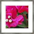 Hot Pink Bougainvillea Framed Print