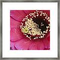 Hot Pink Cactus Bloom Framed Print