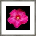 Hot Pink Hibiscus Framed Print