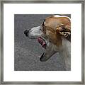 Hound Portrait Framed Print