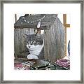 House Cat Framed Print