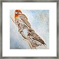 House Finch Couple Framed Print