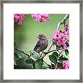 House Finch Framed Print