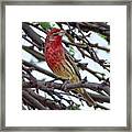 House Finch V1809 Framed Print