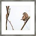 House Sparrow Framed Print