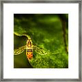 Hoverfly In Morning Light Framed Print