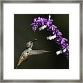 Hovering 2 Framed Print