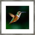Hovering Allen's Hummingbird Framed Print