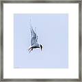 Hovering Arctic Tern Framed Print