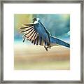 Hovering Dove In Flight Framed Print