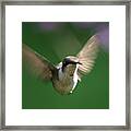 Hovering Hummingbird Framed Print