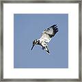 Hovering Of White Pied Kingfisher Framed Print