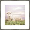 How Now White Cow Framed Print