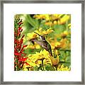 Hummers Love Red Framed Print