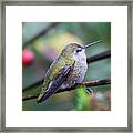 Hummingbird 4909 Framed Print
