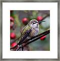 Hummingbird 5098 Framed Print